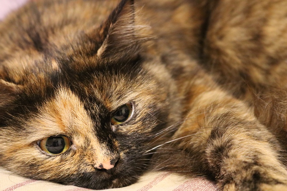 Scabie la pisici: simptome și tratament pentru a descoperi